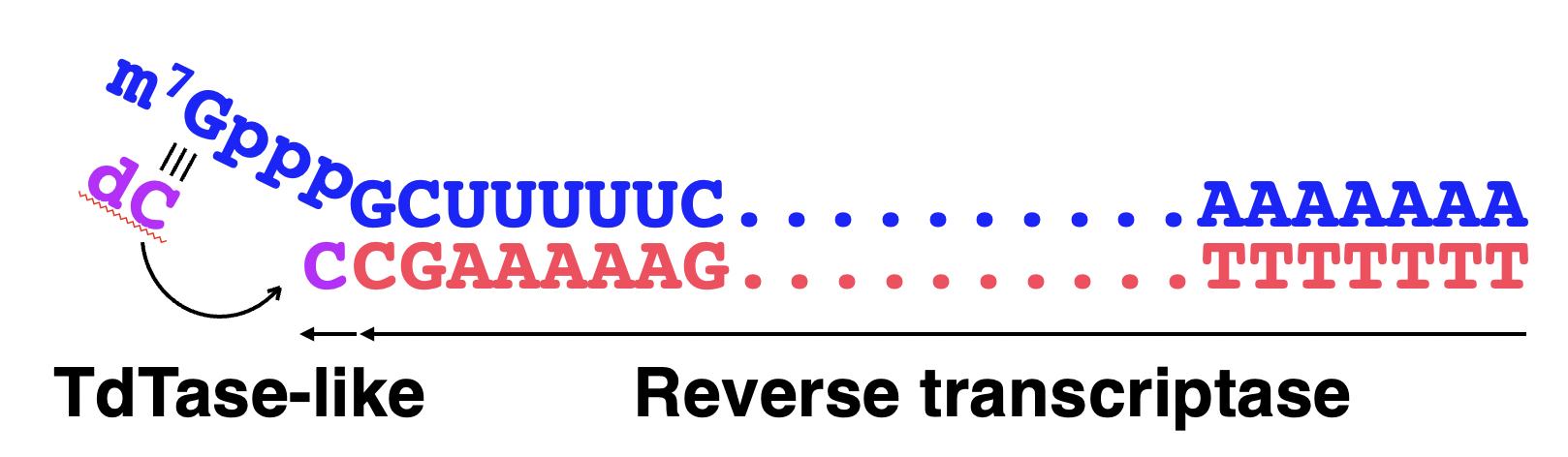 Cap-dependent dC addition